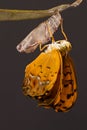 Amazing moment about butterfly change form chrysalis Royalty Free Stock Photo