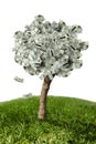 Amazing money tree on grass and white background Royalty Free Stock Photo