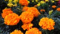 Marigold flower, mixture of oranges and yellows. Royalty Free Stock Photo