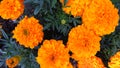 Marigold flower, mixture of oranges and yellows.