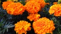 Marigold flower, mixture of oranges and yellows. Royalty Free Stock Photo