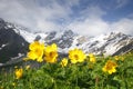 Amazing mountain landscape with yellow flowers on foreground on clear summer day in Svaneti region of Georgia Royalty Free Stock Photo