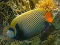 Amazing multi-colored fish Emperor Angelfish is a species of marine angelfish. Pomacanthus Imperator majestically floats. Royalty Free Stock Photo