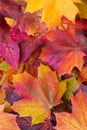 Amazing multicolor background of natural autumn foliage. Colorful background of multicolor leaves with natural light. Majestic br