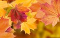 Amazing multicolor background of natural autumn foliage. Colorful background of multicolor leaves with natural light. Majestic bri