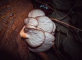 Amazing mushroom background and texture on tree trunk. Beauty in nature Royalty Free Stock Photo