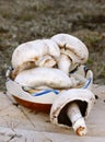 Amazing mushrooms