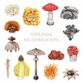 Amazing mushrooms vintage style painted set. Watercolor illustration. Hand drawn beautiful unusual mushroom collection