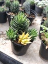 Amazing mutation plant of aucculent haworthia attenuata