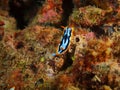 True sea slug Royalty Free Stock Photo