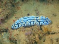 True sea slug Royalty Free Stock Photo