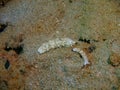 True sea slugs Royalty Free Stock Photo