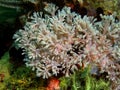 Soft coral Royalty Free Stock Photo