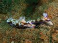 True sea slugs Royalty Free Stock Photo