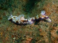 True sea slugs Royalty Free Stock Photo