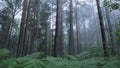 Amazing mystical forest with fog. Scene. Misty mystical forest