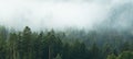 Amazing mystical rising fog forest trees landscape in black forest ( Schwarzwald ) Germany panorama banner - Dark mood Royalty Free Stock Photo