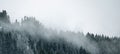 Amazing mystical rising fog sky forest snow snowy trees landscape snowscape in black forest Schwarzwald winter, Germany