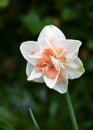 Amazing narcissus a double hybrid daffodil in white and apricot with beautiful bokeh background. Royalty Free Stock Photo