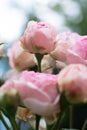 amazing natural bouquet of pink roses blooming in garden . close up