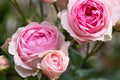 amazing natural bouquet of pink roses blooming in garden . close up