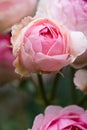 amazing natural bouquet of pink roses blooming in garden . close up