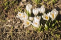 Amazing natural landscape and beautiful spring background with a group of blooming purple crocus flowers on a meadow. View of Royalty Free Stock Photo