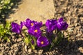 Amazing natural landscape and beautiful spring background with a group of blooming purple crocus flowers on a meadow. View of Royalty Free Stock Photo