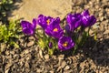 Amazing natural landscape and beautiful spring background with a group of blooming purple crocus flowers on a meadow. View of Royalty Free Stock Photo