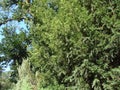 The unique forest landscape and the diversity of trees and plants in Askania Nova Nature Reserve in southern Ukraine. Royalty Free Stock Photo