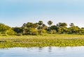Amazing natural landscape of Ibera Wetlands with lagoon and palm trees, Corrientes, Argentina.
