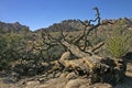 Amazing nature of the Joshua Tree National Park which is part of dry Mojave Desert in California.