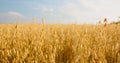 Amazing nature landscape. Close-up of ripe golden ears oat swaying in the light wind in field. The concept of Royalty Free Stock Photo