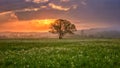 Amazing nature landscape with single tree, flowering meadow of white wild growing narcissus flowers and colorful sky with clouds Royalty Free Stock Photo