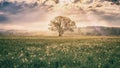 Amazing nature landscape with single tree, flowering meadow of white wild growing narcissus flowers and colorful sky with clouds Royalty Free Stock Photo