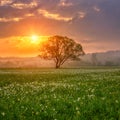 Amazing nature landscape with single tree and flowering meadow of white wild growing narcissus flowers in morning dew at sunrise