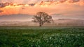 Amazing nature landscape with single tree and flowering meadow of white wild growing narcissus flowers in morning dew at sunrise Royalty Free Stock Photo