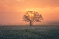 Amazing nature landscape with single tree and flowering meadow of white wild growing narcissus flowers in morning dew at sunrise Royalty Free Stock Photo