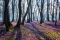 Amazing nature landscape, sunny flowering forest with a carpet of wild violet crocus or saffron flowers