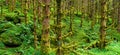 Amazing nature landscape view of north scandinavian forest. Spruce forest with moss. Location: Scandinavian Mountains, Norway.