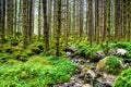 Amazing nature landscape view of north scandinavian pine forest. Royalty Free Stock Photo