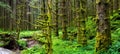 Amazing nature landscape view of north scandinavian pine forest. Location: Scandinavian Mountains, Norway. Artistic picture. Royalty Free Stock Photo