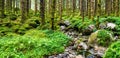 Amazing nature landscape view of north scandinavian pine forest. Location: Scandinavian Mountains, Norway. Artistic picture. Royalty Free Stock Photo