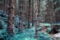 Amazing nature landscape view of north scandinavian pine forest. Royalty Free Stock Photo