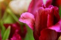 Amazing nature pink tulips flowering under sunlight spring day landscape Royalty Free Stock Photo