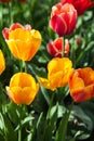 Amazing nature of tulips under sunlight at the middle of summer