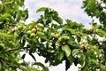 Amazing nature view of blooming apple tree Royalty Free Stock Photo