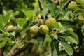 Amazing nature view of blooming apple tree Royalty Free Stock Photo