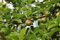 Amazing nature view of blooming apple tree Royalty Free Stock Photo