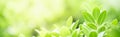 Amazing nature view of green leaf on blurred greenery background in garden and sunlight